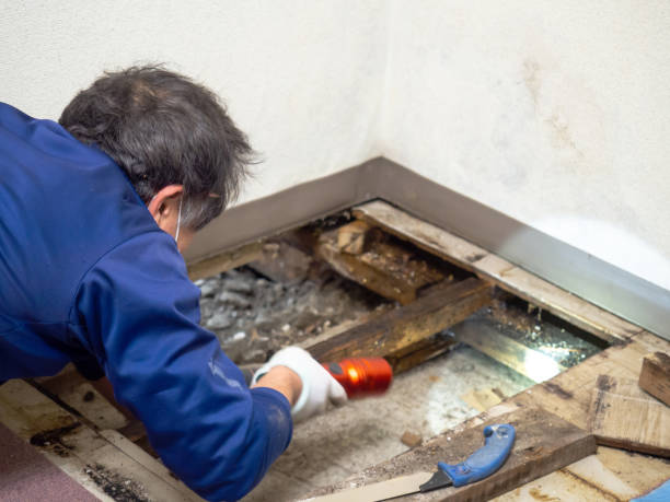 Best Mold Damage Repair  in Hartland, WI