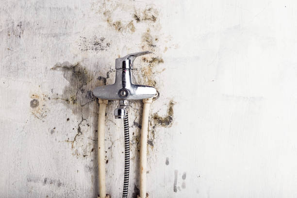 Best Mold Damage Repair  in Hartland, WI