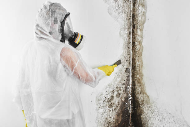 Best Mold Removal Specialists  in Hartland, WI