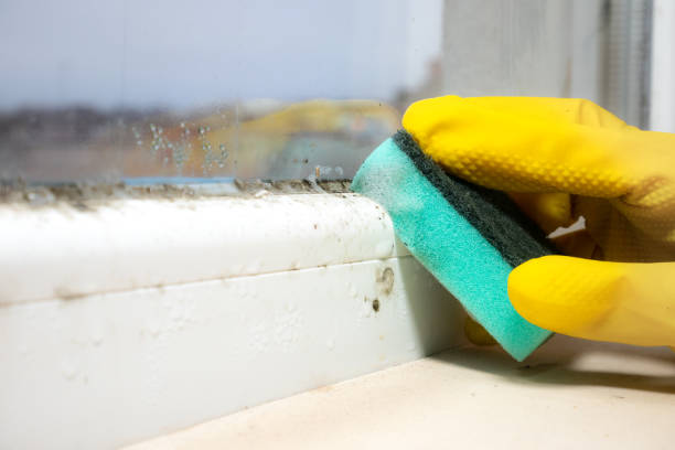 Best Toxic Mold Removal  in Hartland, WI