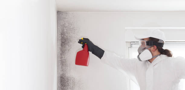 Best Attic Mold Removal  in Hartland, WI