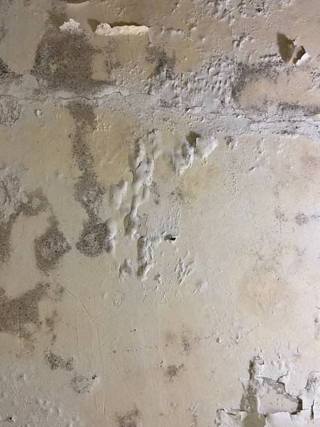 Best Mold Removal Company Near Me  in Hartland, WI