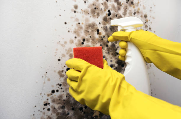 Best Mold Testing  in Hartland, WI