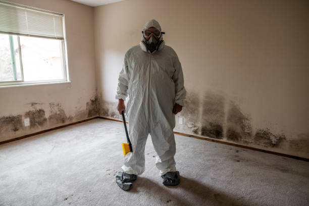 Best Black Mold Removal  in Hartland, WI