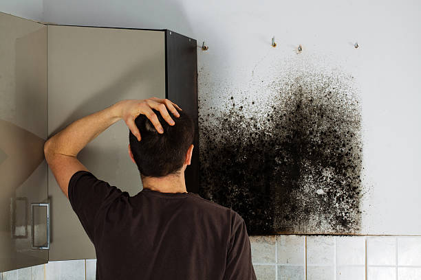 Best Mold Removal Near Me  in Hartland, WI