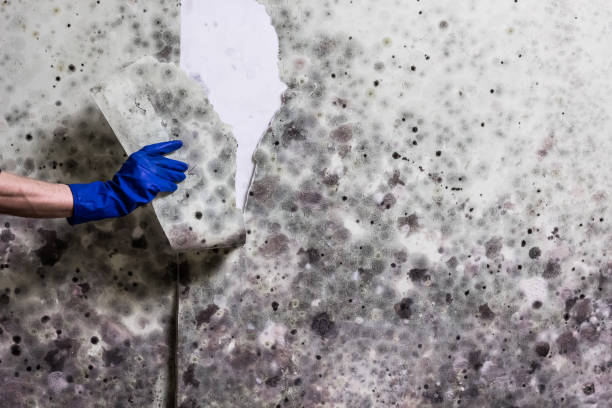 Best Mold Cleaning Services  in Hartland, WI