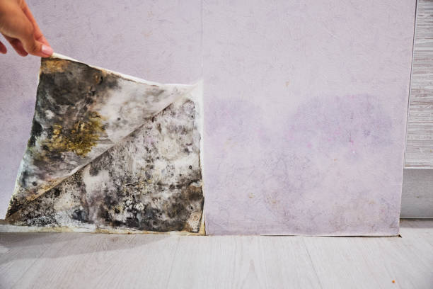 Best Commercial Mold Removal  in Hartland, WI